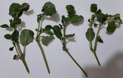 Trianthema portulacastrum