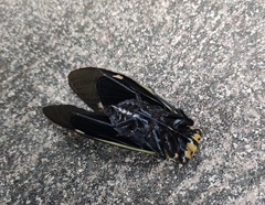 Formotosena seebohmi