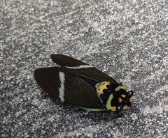 Formotosena seebohmi