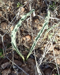 Eriospermum lanceifolium