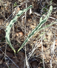 Eriospermum lanceifolium