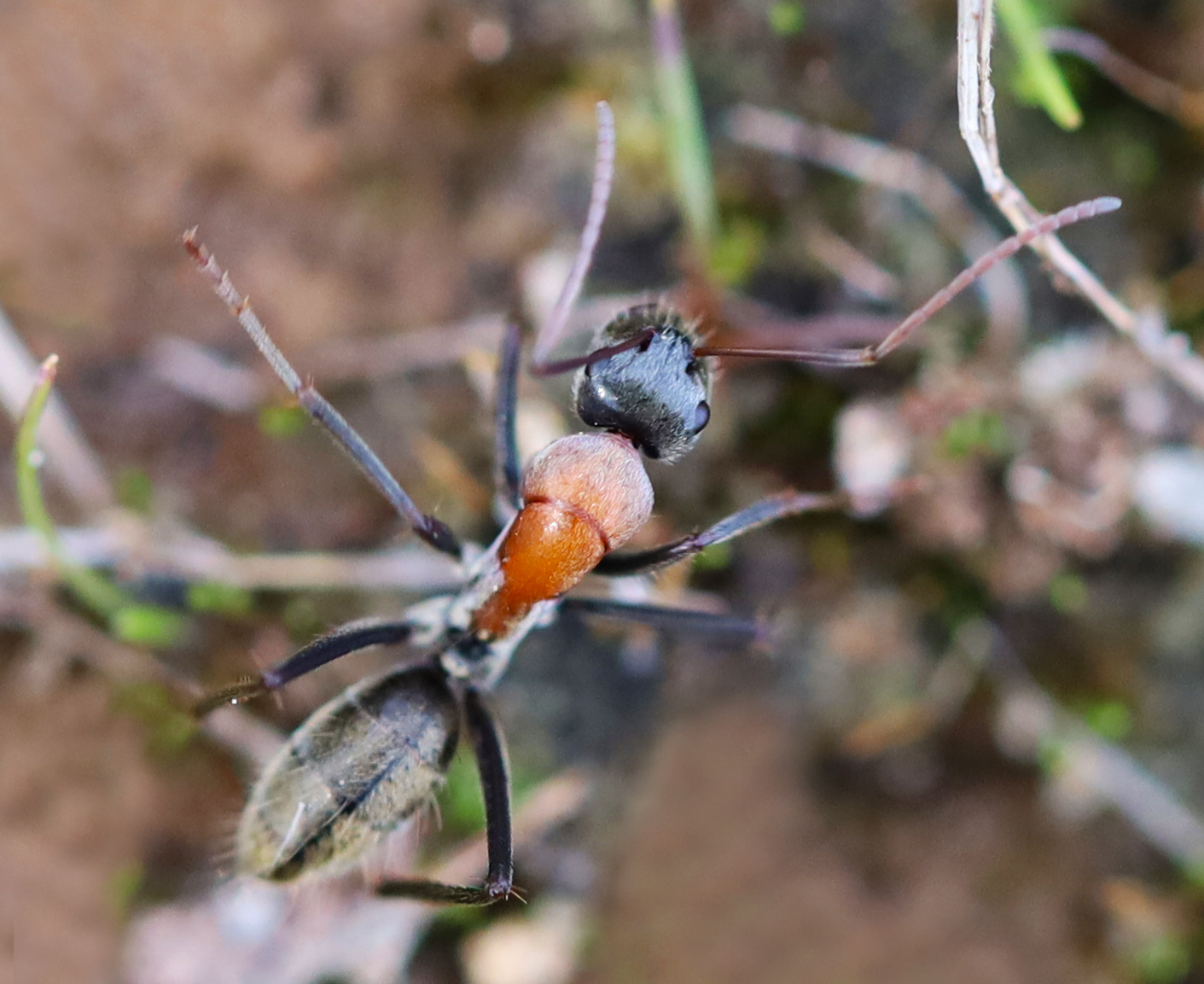 Camponotus ephippium ephippium