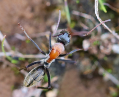 Camponotus ephippium ephippium