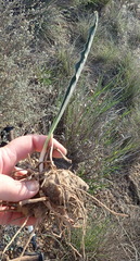 Eriospermum lanceifolium