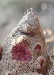 Eriospermum lanceifolium