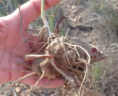 Eriospermum lanceifolium