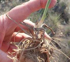 Eriospermum lanceifolium