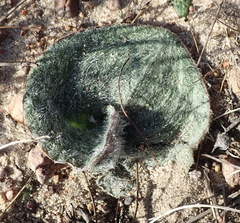 Eriospermum pubescens