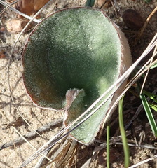 Eriospermum pubescens