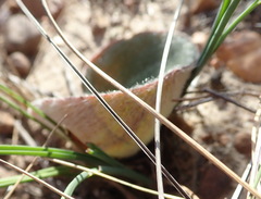 Eriospermum pubescens