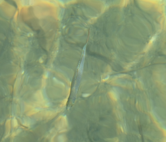 Melanotaenia splendida splendida