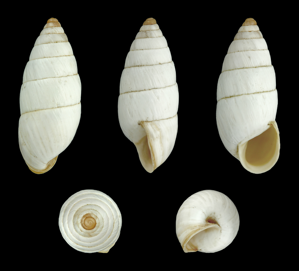 Brephulopsis