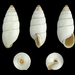 Brephulopsis - Photo (c) H. Zell, algunos derechos reservados (CC BY-SA)