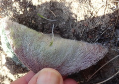 Eriospermum pubescens