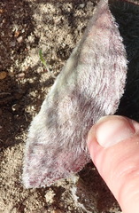 Eriospermum pubescens