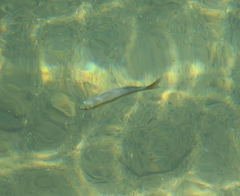 Melanotaenia splendida splendida