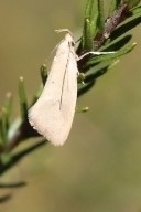 Tipanaea patulella