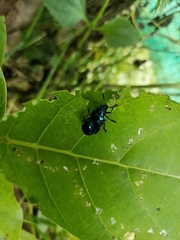 Platycorynus peregrinus