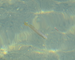 Melanotaenia splendida splendida