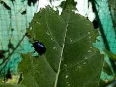 Platycorynus peregrinus