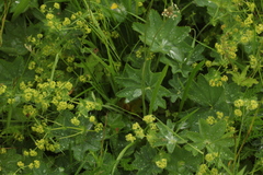 Alchemilla glyphodonta