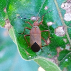 Hypselonotus orientalis