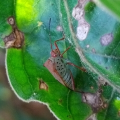 Hypselonotus orientalis