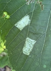 Phyllonorycter lucetiella