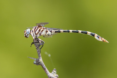 Phyllogomphoides stigmatus