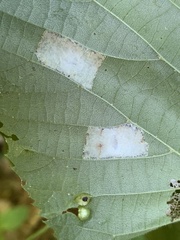 Phyllonorycter lucetiella