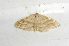 Idaea circuitaria