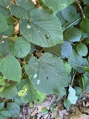 Phyllonorycter lucetiella