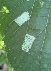 Phyllonorycter lucetiella