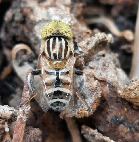 Eristalinus tabanoides