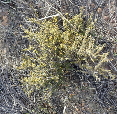 Image of Marasmodes spinosa by (c) Nicola van Berkel, some rights reserved (CC BY-SA)