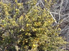 Marasmodes spinosa
