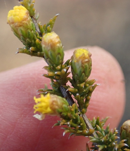 Image of Marasmodes spinosa by (c) Nicola van Berkel, some rights reserved (CC BY-SA)
