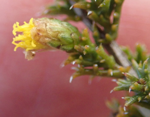 Spiny Autumnaster (Marasmodes spinosa)