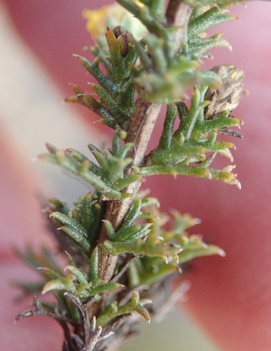 Image of Marasmodes spinosa by (c) Nicola van Berkel, some rights reserved (CC BY-SA)