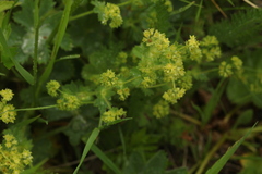 Alchemilla glyphodonta