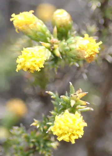 Image of Marasmodes spinosa by (c) Nicola van Berkel, some rights reserved (CC BY-SA)