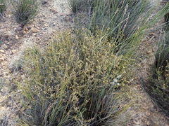 Marasmodes spinosa