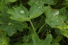 Alchemilla glyphodonta