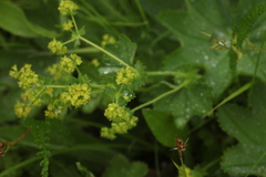 Alchemilla glyphodonta