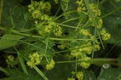 Alchemilla glyphodonta