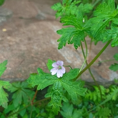 Geranium nepalense