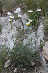 Anthemis fruticulosa