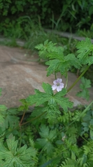 Geranium nepalense