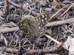 Pararge aegeria