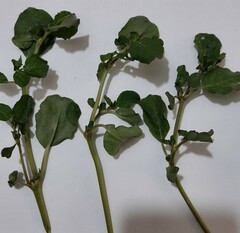 Trianthema portulacastrum